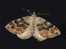 Xanthorhoe quadrifasiata (Vierbinden-Blattspanner) / GEOMETRIDAE/Larentiinae (Spanner)