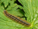 Malacosoma alpicola (Alpiner Ringelspinner) / CH BE Hasliberg 1300 m, 09. 06. 2013