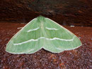 Hylaea fascaria prasinaria (Zweibindiger Nadelwaldspanner) / GEOMETRIDAE/Ennominae (Spanner)