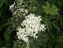 Sambucus nigra (Schwarzer Holunder) / Caprifoliaceae