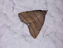 Herminia grisealis (Bogenlinien-Spannereule) / NOCTUIDAE (Eulen)
