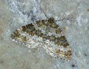 Entephria flavicinctata (Steinbrech-Gebirgs-Blattspanner) / GEOMETRIDAE/Larentiinae (Spanner)
