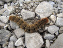 Lasiocampa quercus (Eichenspinner, erwachsene Raupe) / CH VS Col de Verne, 09. 07. 2012