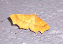 Ennomos quercinaria (Eichen-Zackenrandspanner) / GEOMETRIDAE/Ennominae (Spanner)
