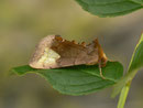Diachrysia chryson (Wasserdost-Goldeule) / NOCTUIDAE/Plusiinae (Eulen)