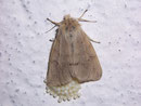 Diaphora sordida (Grauer Fleckenbär, Weibchen) / ARCTIIDAE/Arctiinae (Bärenspinner)