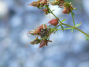 Bembecia ichneumoniformis (Hornklee-Glasflügler, Männchen) / CH BE Hasliberg 1070 m, 16. 08. 2019