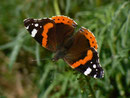 Vanessa atalanta (Admiral) / CH BE Hasliberg 1050 m, 20. 10. 2014
