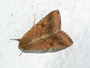 Helicoverpa armigera (Baumwoll-Kapseleule) / NOCTUIDAE (Eulen)