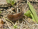 Spilosoma lubricipeda (Weisse Tigermotte) / CH TI Monti di Colla 1590 m, 17. 10. 2013