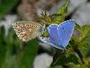 Polyommatus bellargus (Himmelblauer Bläuling, Paarung) / CH BE Hasliberg 1050 m, 17. 05. 2014