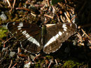 Limenitis camilla (Kleiner Eisvogel) / CH BE Hasliberg 1080 m, 12. 07. 2017