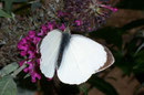 Pieris brassicae (Grosser Kohlweissling, Männchen) / PIERIDAE/Pierinae (Weisslinge)