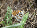 Melitaea didyma (Roter Scheckenfalter) / CH VS Geschinen Birchwald 1525 m, 26. 08. 2015