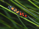 Zygaena transalpina curtisi TREMEWAN, 1961  (Hufeisenklee-Widderchen) / Frankreich, Loriol-sur-Drôme, Le Pouzin, 81 m, 12. 05. 2012