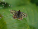 Euphydryas aurinia debilis (Skabiosen-Scheckenfalter) / CH TI Bedretto, Paltano, Löite di Paltano 2085 m, 06. 08. 2024