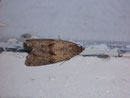Celypha striana / TORTRICIDAE/Olethreutini (Wickler)