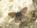 Plebejus argus (Geissklee-Bläuling, Weibchen) / CH VS VdA Grimentz Lac de Moiry 2130 m, 17. 07. 2017