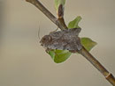 Orthosia incerta (Variable Kätzcheneule) / CH BE Hasliberg 1050 m, 21. 04. 2014