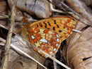 Boloria euphrosyne (Veilchen-Perlmuttfalter) / CH BE Hasliberg 1100 m, 20. 04. 2007