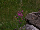 Epilobium angustifolium (Schmalblättriges Weidenröschen) / Onograceae