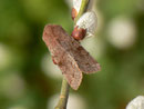 Orthosia incerta (Variable Kätzcheneule) / CH BE Hasliberg 1050 m, 07. 04. 2016