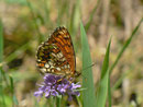 Melitaea athalia (Wachtelweizen-Scheckenfalter) / CH TI San Defendente 633 m, 11. 06. 2013