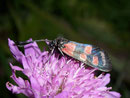 Zygaena carniolica (Krainisches Widderchen) / Italien Aostatal Valpelline Glacier-By 1670 m, 09. 09. 2008