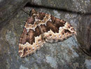 Lampropteryx suffumata (Labkraut-Bindenspanner) / GEOMETRIDAE/Larentiinae (Spanner)