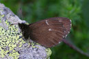 Erebia euryale adyte (Männchen) / Italien Aostatal Val San Barthélémy 1800 m, 31. 07. 2006