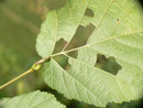 Asthena albulata: Frassspur mit Raupe am Blattansatz