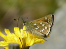 Hesperia comma (Kommafalter) / CH VS Turtmanntal Turtmannsee 2177 m, 04. 08. 2016