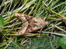 Phlogophora meticulosa (Achateule, derselbe Falter wie vorher ) / CH VS Goppenstein Bahnhof,  31. 10. 2011