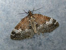 Perizoma alchemillata (Hohlzahn-Kapselspanner) / GEOMETRIDAE/Larentiinae (Spanner)