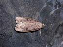Lamoria anella / PYRALIDAE (Zünsler)