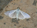 Palpita vitrealis / CRAMBIDAE/Spilomelinae (Zünsler)