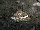 Perizoma affinitata (Dunkler Lichtnelken-Kapselspanner) / GEOMETRIDAE/Larentiinae