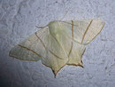 Ourapteryx sambucaria (Nachtschwalbenschwanz) / GEOMETRIDAE/ Ennominae (Spanner)