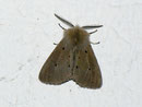 Diaphora mendica (Graubär, Männchen) / ARCTIIDAE/Arctiinae (Bärenspinner)