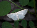 Scopula umbelaria (Schwalbenwurz-Kleinspanner) / GEOMETRIDAE/ Sterrhinae (Spanner)