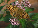 Argynnis paphia (Kaisermantel, Weibchen) / CH BE Hasliberg 1070 m, 05. 08. 2019