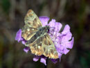Carcharodus floccifera / HESPERIIDAE/Pyrginae (Dickkopffalter)