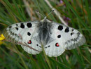 Parnassius apollo (Apollofalter) CH VS Saastal, Saas Almagell, Moosgufer 1930 m, 12. 08. 2011