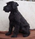 Quasto