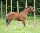 Be bop des Houx - Mivus X welsh B