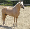 Mivus