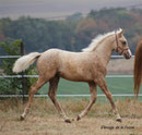 West River La Fosse - Mivus X jument SF