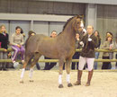 Pidji - Salon du cheval Paris 2011