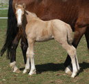 Darjeeling - Mivus X jument trotteuse.