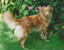 Nova Scotia Duck Tolling Retriever Shaggy Toller ´s Joyful Jade